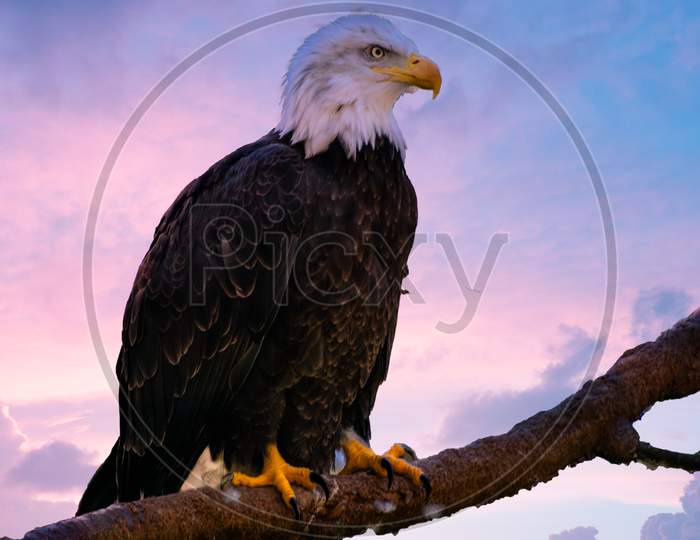 Eagle at morning time with beautiful sky