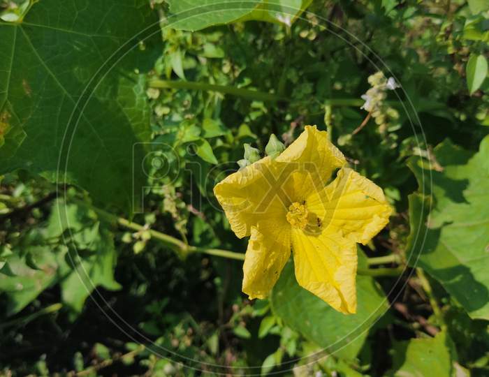 This Is Image Of Luffa . 28 October 2020 : Yellow Luffa