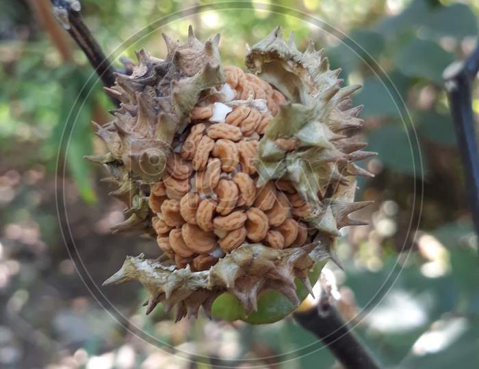 Datura seeds