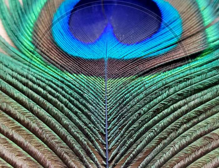 Peacock Feather/Leaf