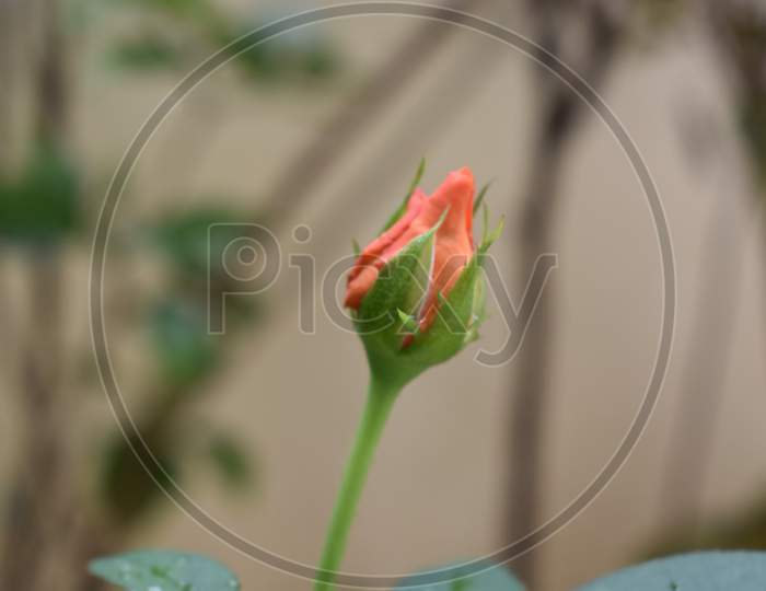bud saffron rose morning2