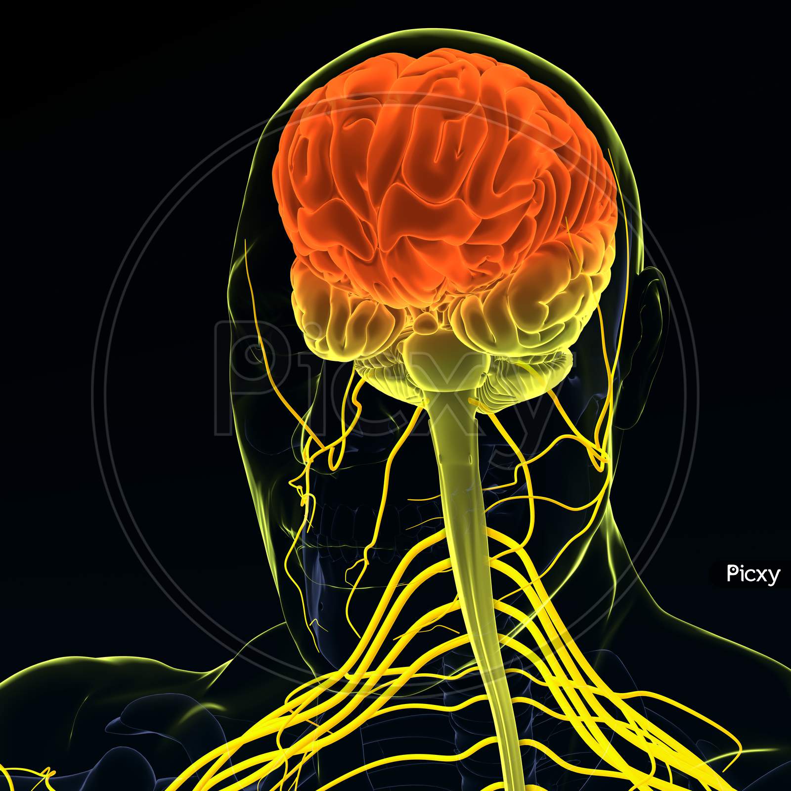 central nervous system brain 3d