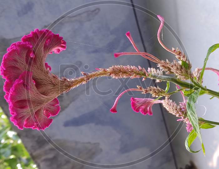 Pink Celosia flower