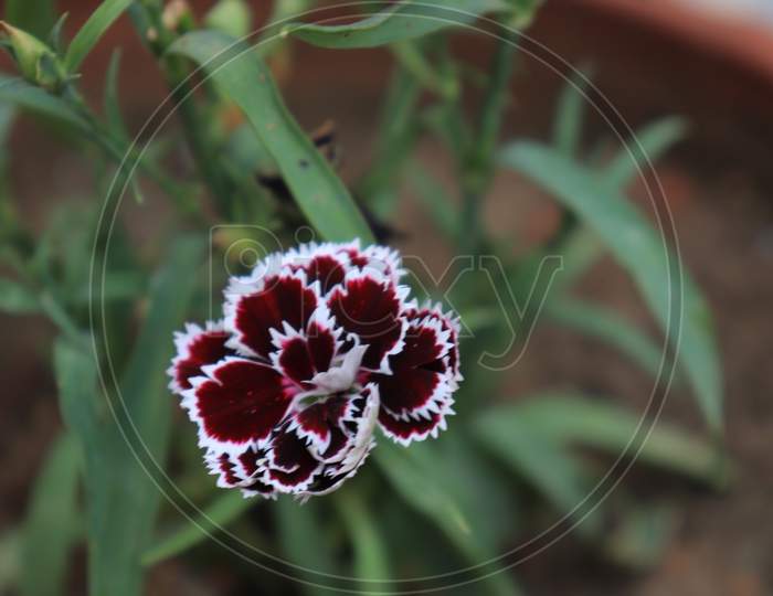 dark flower, Dianthus flower.