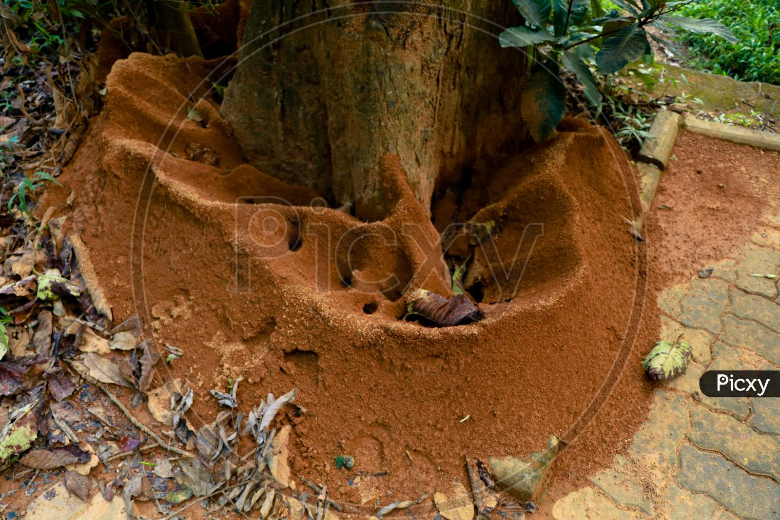 Ant  Hill Around The Bottom Of A Tree