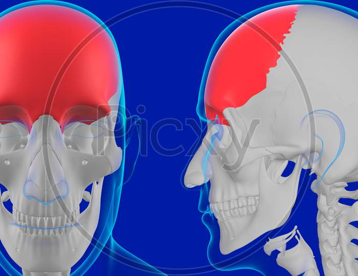 Human Skeleton Skull Anatomy Frontal Bone 3D Illustration