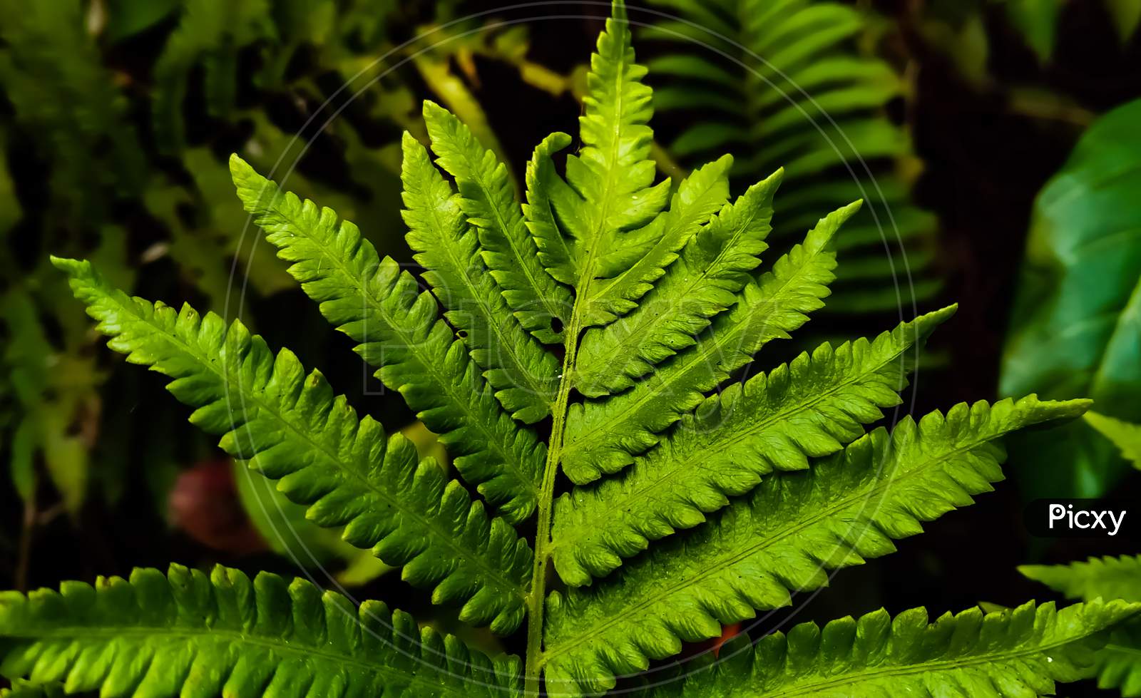 Image of fern