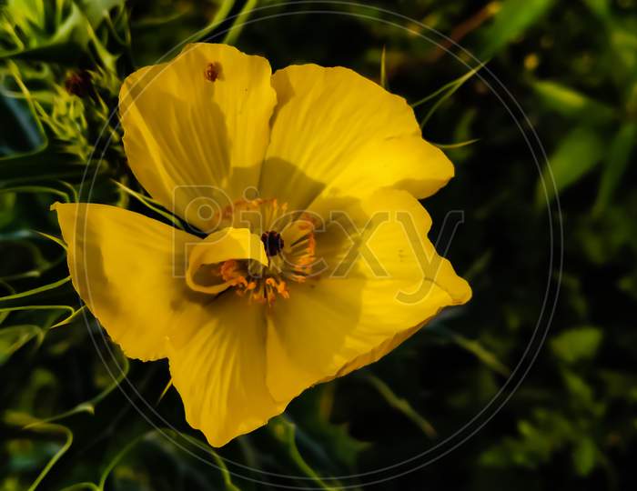 Image of poppy flower