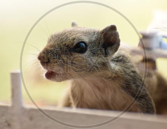 Grey Indian Squirrel, Macro Photography