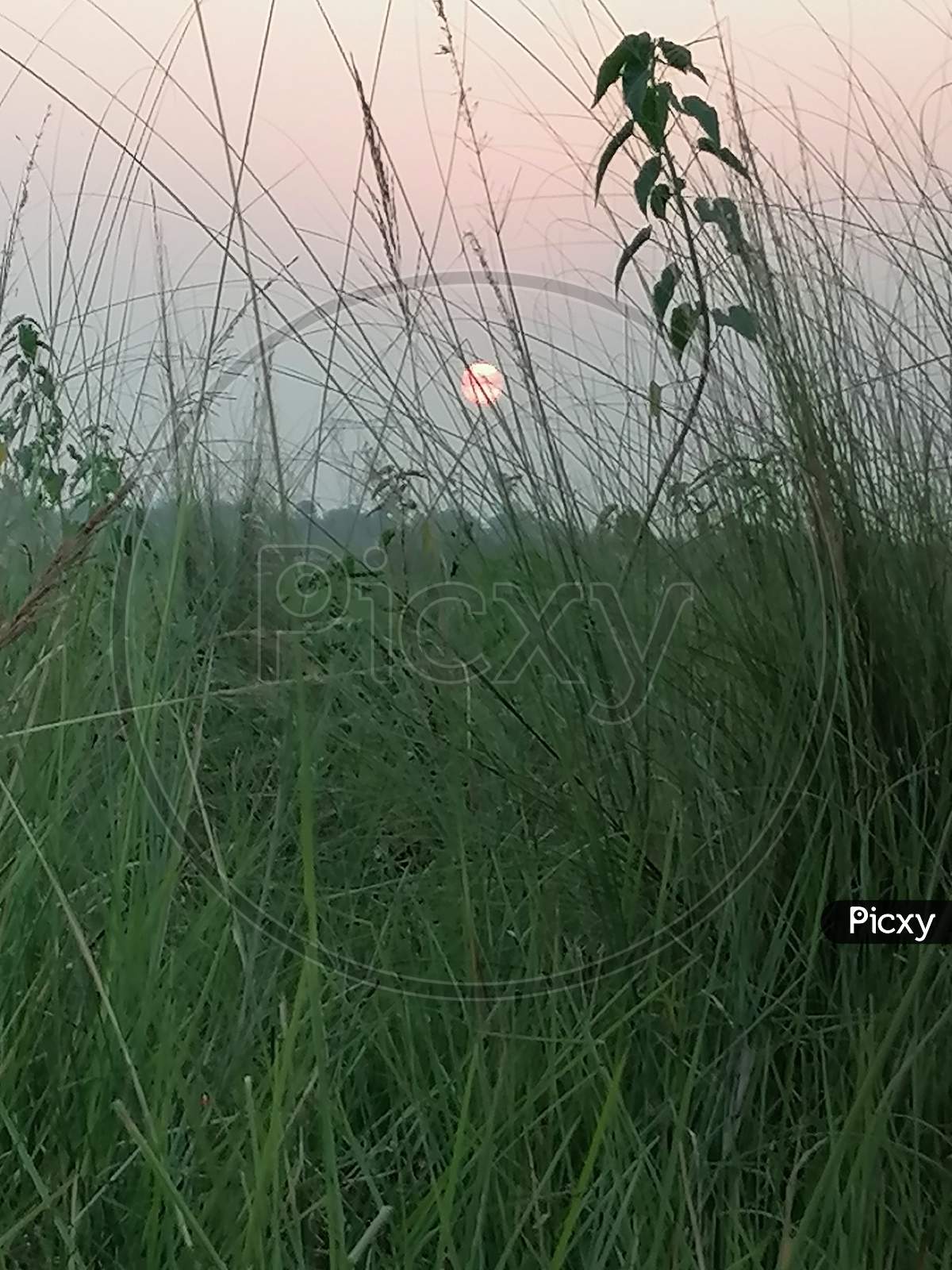 Grass sidelines sunset