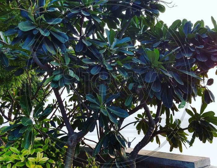 Shawarmati tree plant