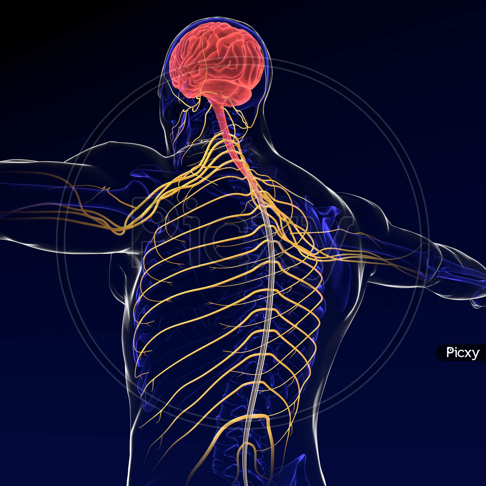 central nervous system brain 3d