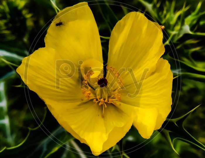Image of poppy flower