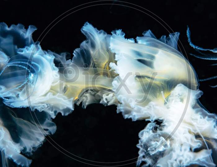 Underwater pictures Around the world