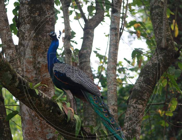 Peacock on a tree