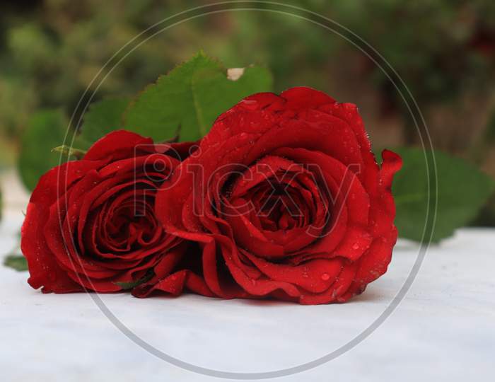 red rose.