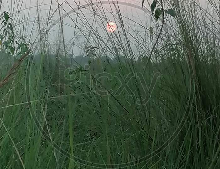 Grass sidelines sunset