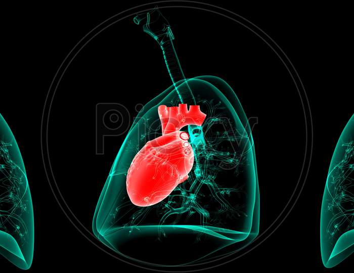 3D Illustration Human Respiratory System Anatomy (Lungs With Heart)