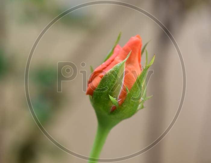 bud saffron rose morning4