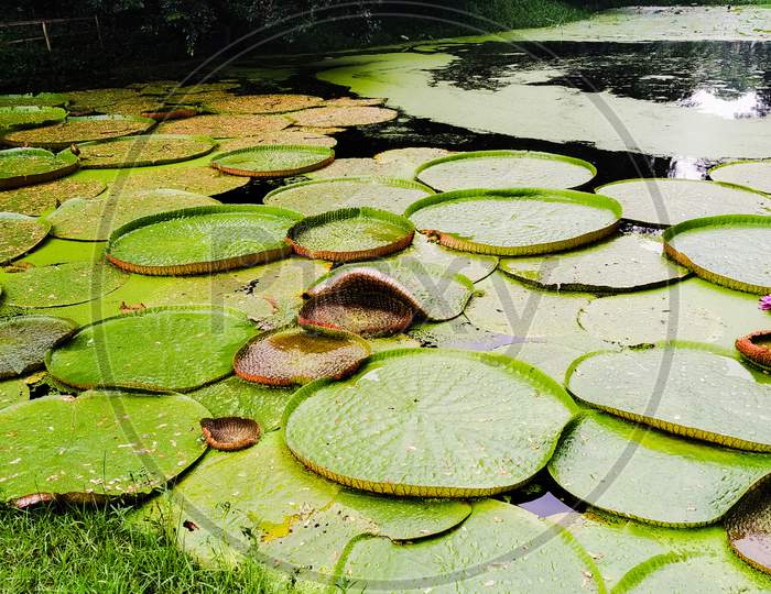 Acharya jagadish Chandra Bose Indian botanic garden water pond