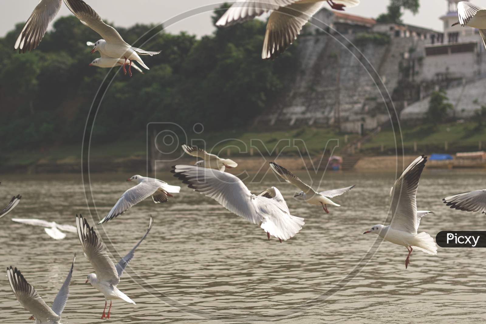 Bird's flying  in  Gwarighat Jabalpur