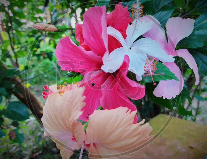 Hibiscus Rosa-sinensis of West Bengal