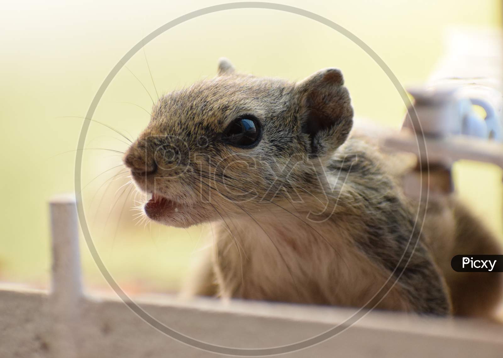 Grey Indian Squirrel, Macro Photography