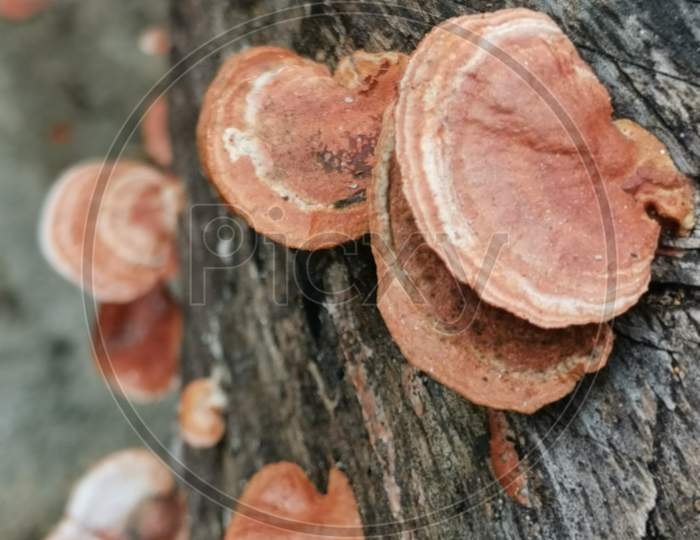 Mushroom Culture| Macro 2