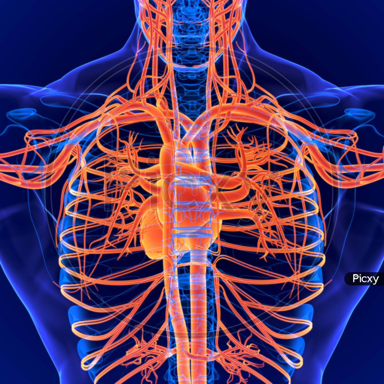 Image of 3D Illustration Human Circulatory System Anatomy (Heart ...