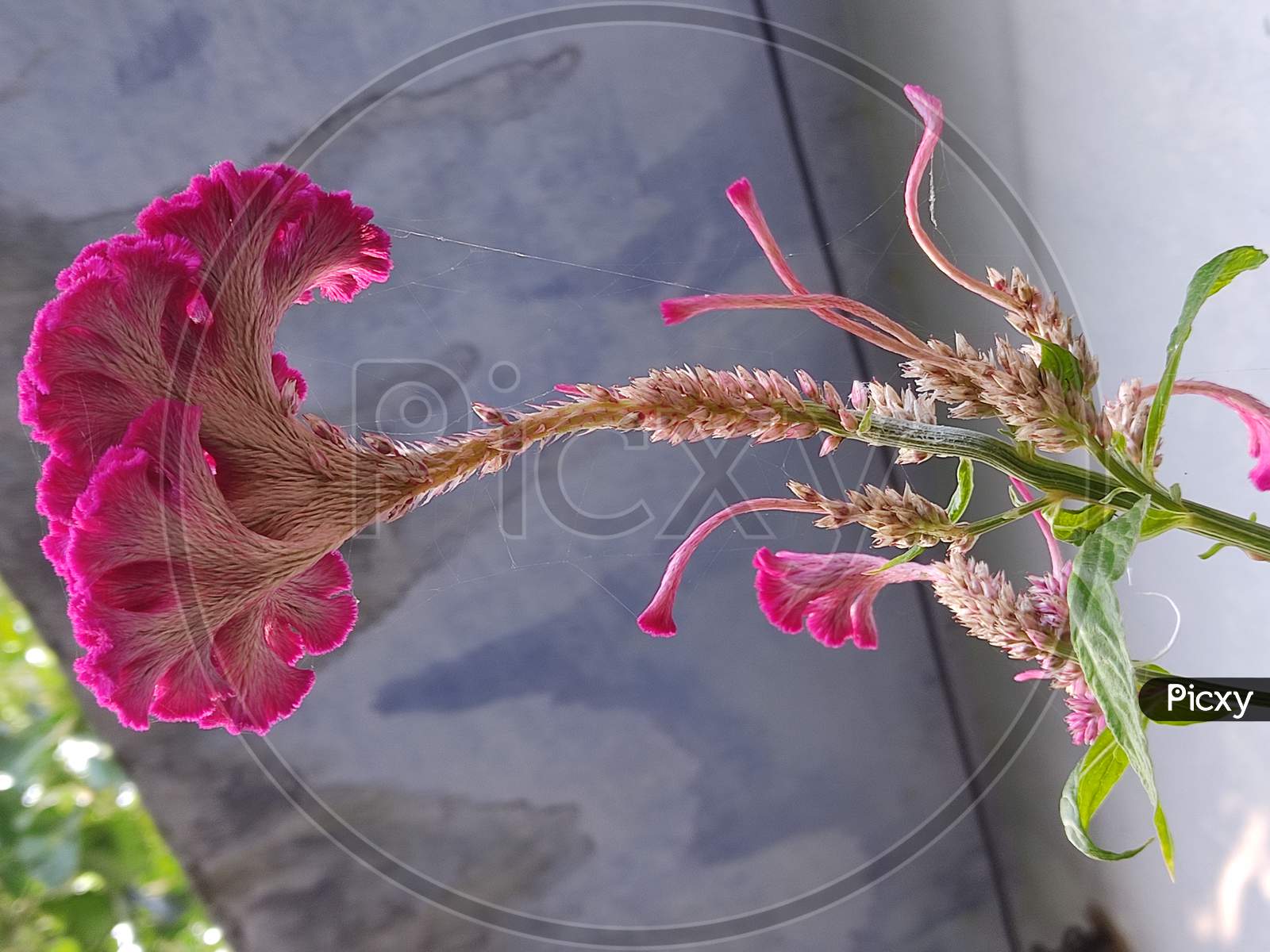 Pink Celosia flower