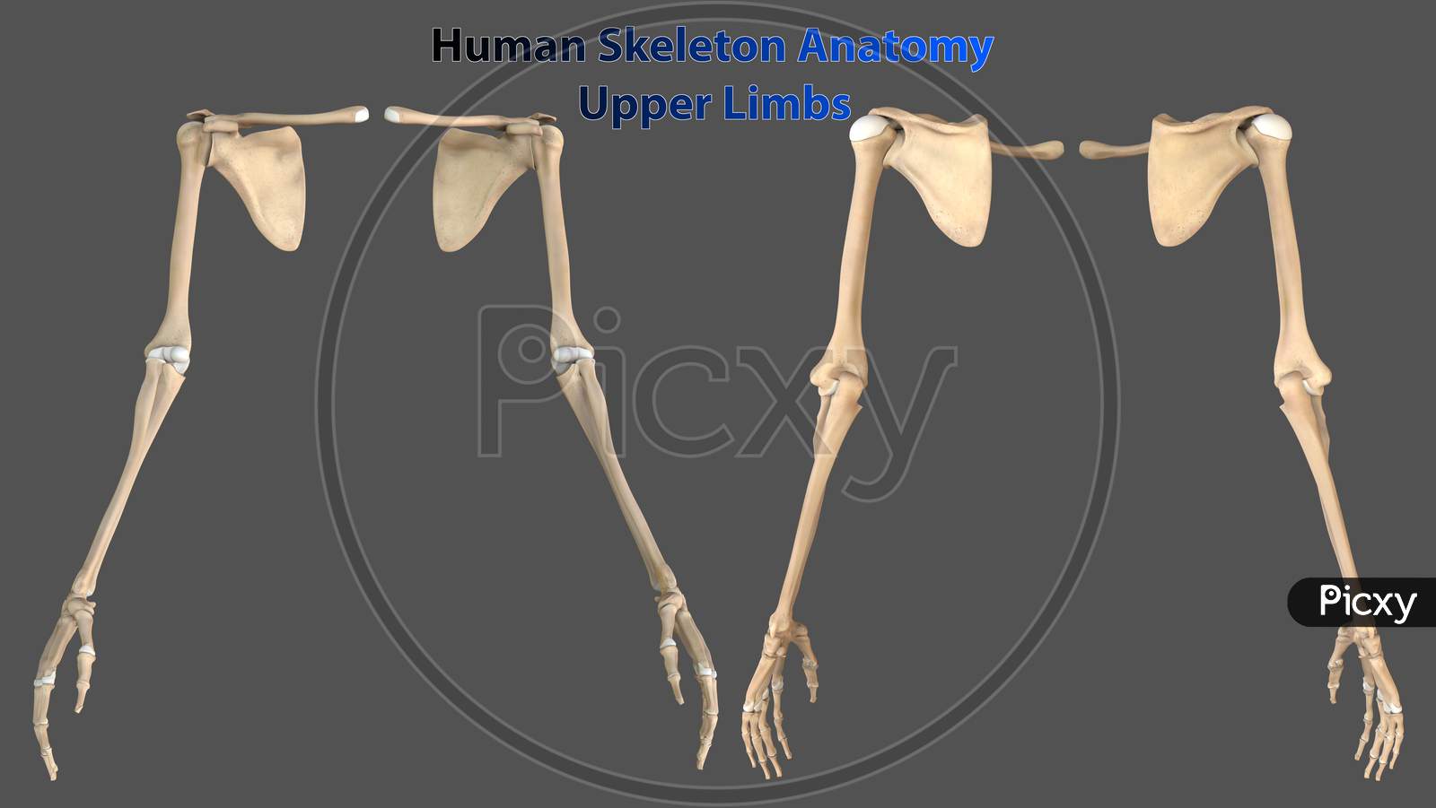 Upper limb anatomy illustrations
