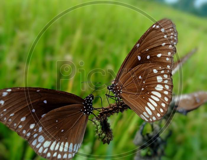 Butterfly being with nature