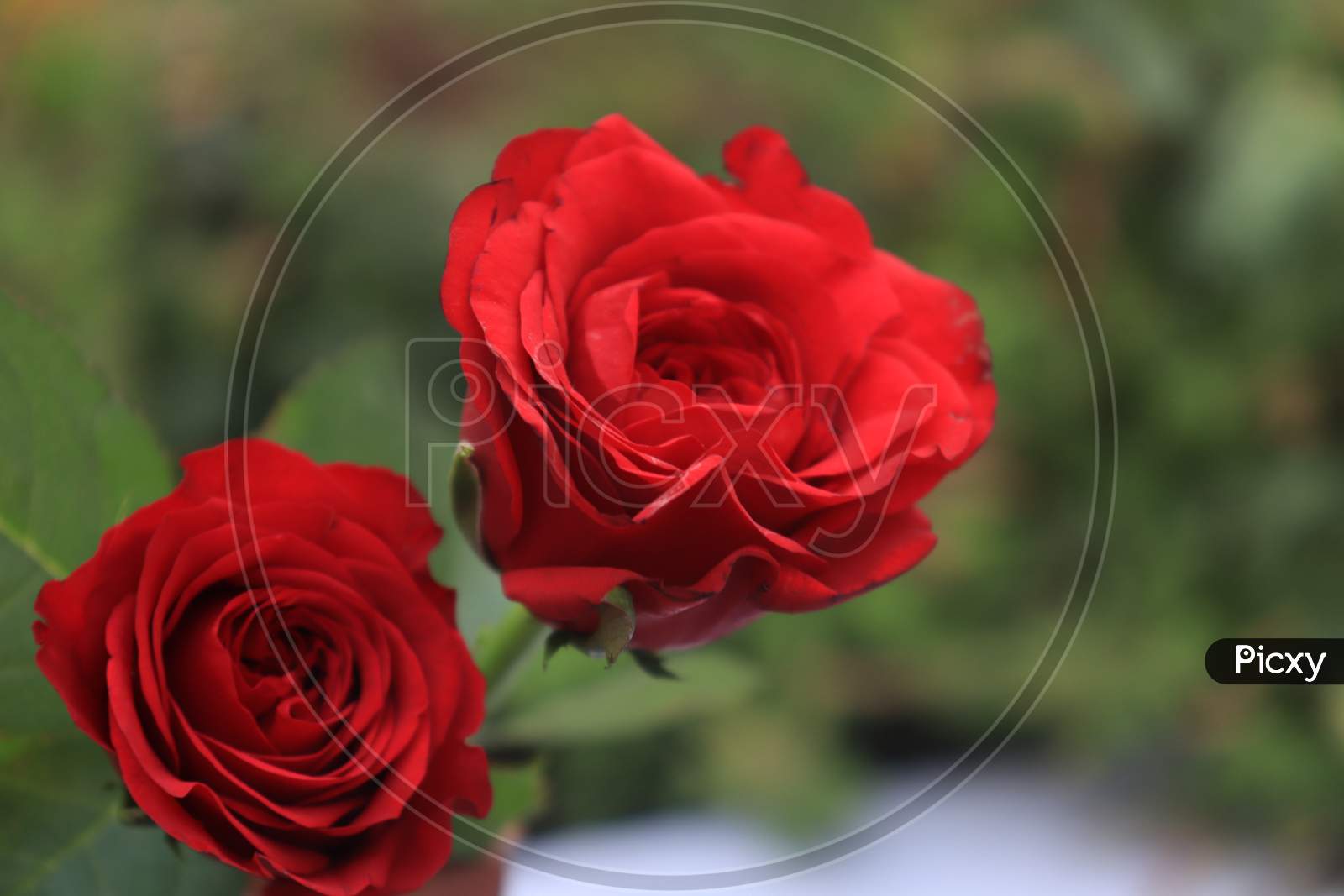 red rose.