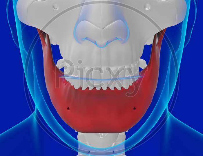 3D Illustration Human Skull Anatomy Mandible Bone