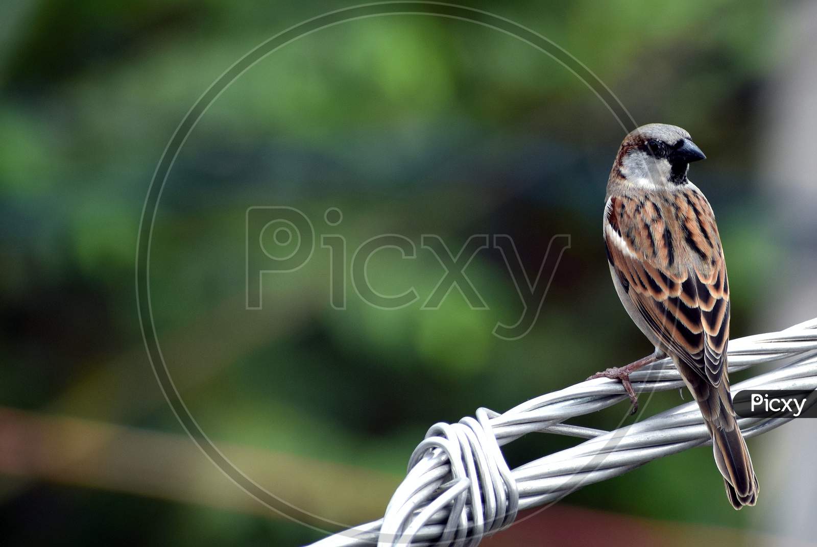House Sparrow locally (Gauraiya)