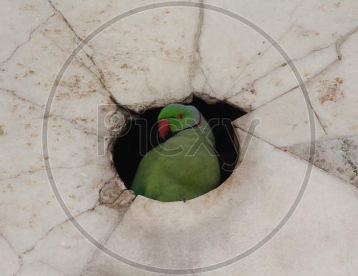 Parrot at Cannon hole