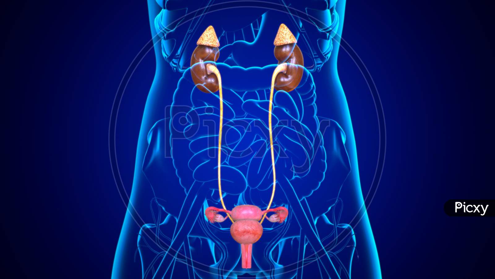 The Uterus: Anatomy and 3D Illustrations