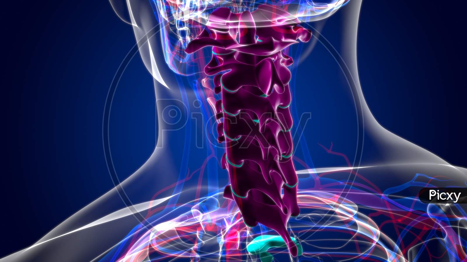 The Cervical Vertebrae: Anatomy and 3D Illustrations