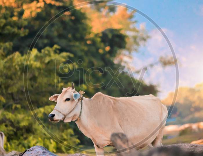cow with nature