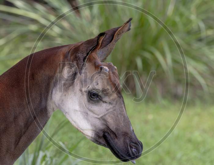 Close up of a endangered Okapi with out horns