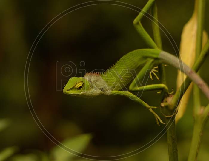 chameleon on branch ready to jumb