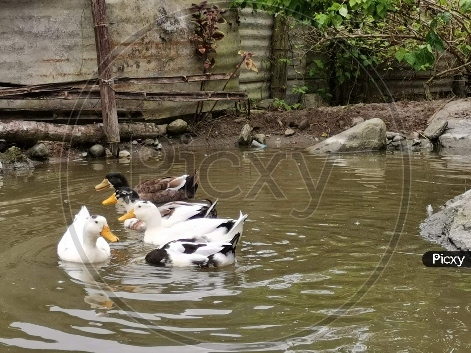 duck family 2