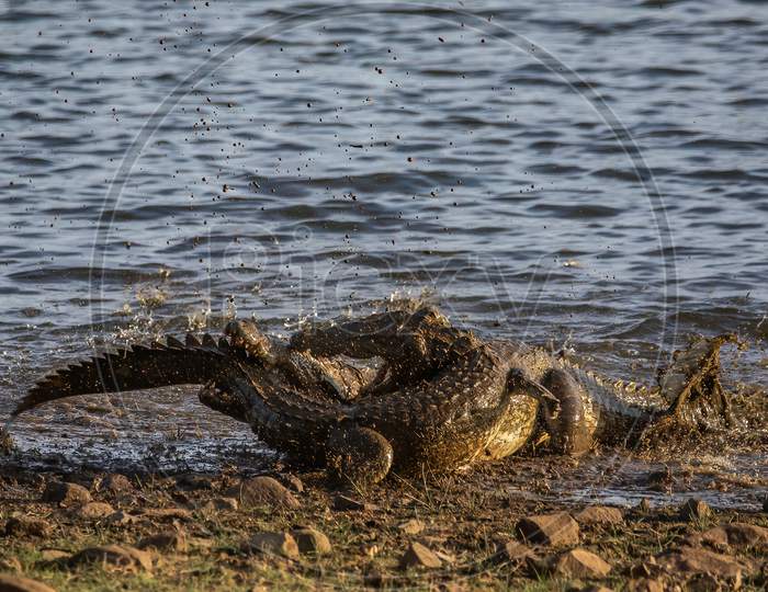 Mugging marsh crocodile