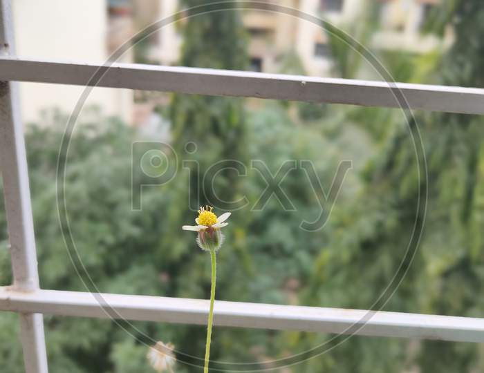 Wildflower micro shot