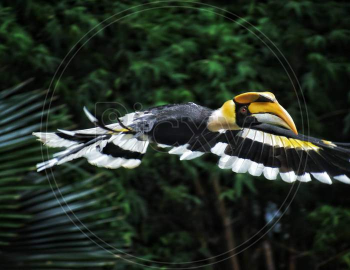 Yellow Hornbill in flight