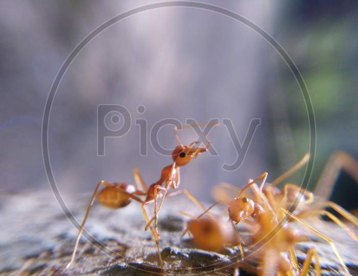 Red ant war