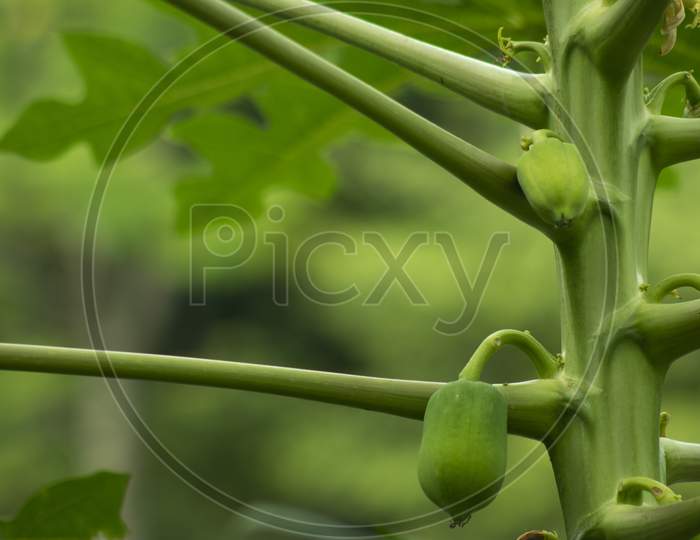 Fresh Green Papaya That The Fruit Of The Angels