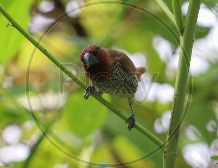 Scaly-breasted munia (spotted munia)