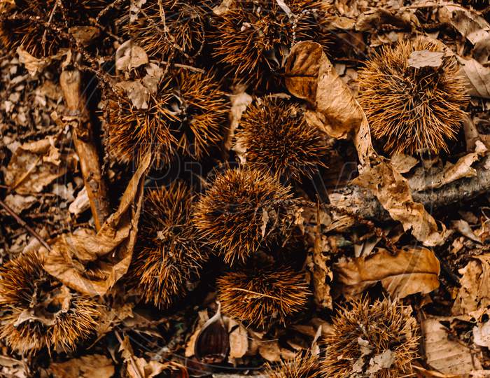 Background Of Some Nuts Over Fallen Leaves In Autumnal Tones With Copy Space
