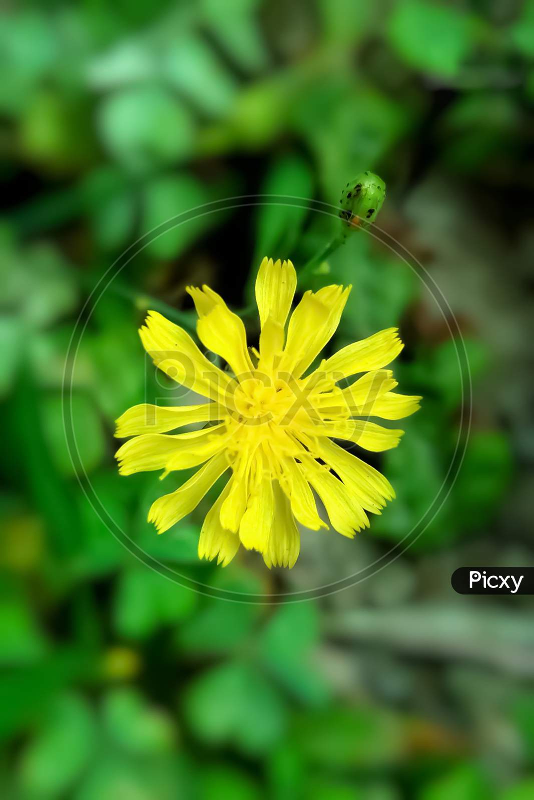 Beautiful Yellow Flower Inside Grass